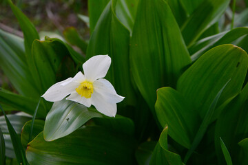 white narcissus flower