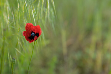 red poppy flower