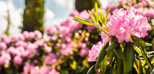 banner. Beautiful blooming pink Azalea - flowering shrubs in the genus Rhododendron. Pink, summer flower background