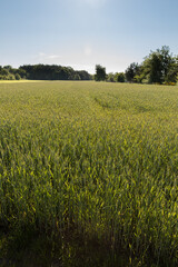 rye growing in the field