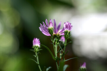 Obraz premium Flowers and green leafs in nature waving slowly in natural wind Shot on Peradeniya botanical gardens in Kandy city in Sri Lanka.