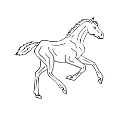 Vector hand drawn doodle sketch horse foal isolated on white background