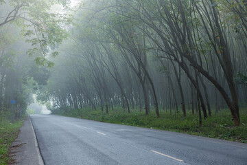 Background image tree planting rubber tree By road in Thailand