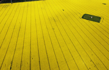 Aerial view of beautiful yellow rapeseed agro field for background