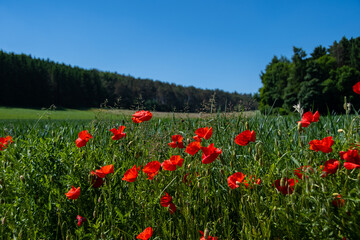 Beautiful landscape panorama with red poppies in the Eifel