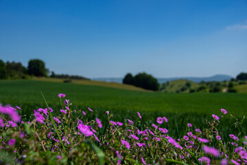 purple flowers with a great landscape in the background