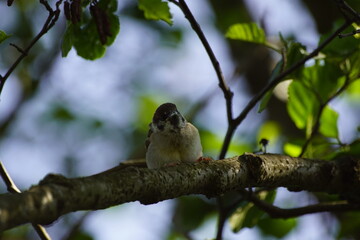 Wróbel ,samiec wróbel ,młody ptak ,ptak na drzewie