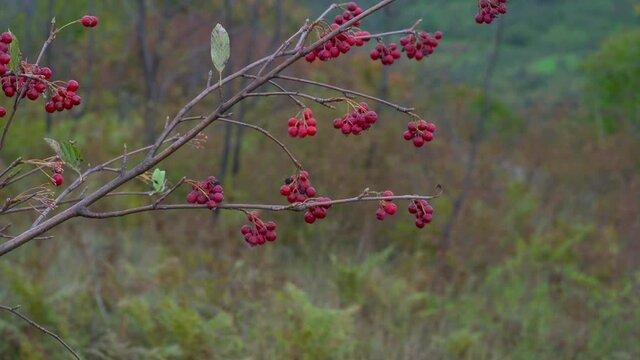 Picking ripe Whitebeam in the wild (Sorbus aria) - (4K)