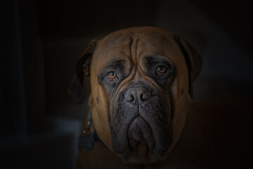 2020-03-08 A CLOSE UP PORTRAIT OF A BULLMASTIFF WITH A DARK BACKGROUND