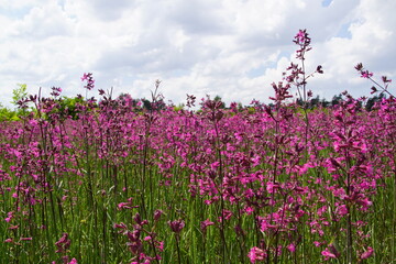 Pole ,pole w kwiatach ,wiosna na polu 
