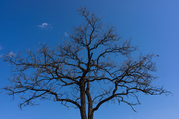 Silhouette of a tree and branches against a blue sky, sunny weather.