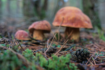 blurred background, three boletus mushrooms in a pine forest.