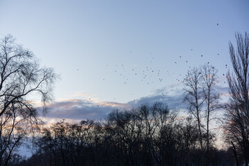 Dark silhouettes of trees with clouds against the background of the evening sky and a flock of flying birds.