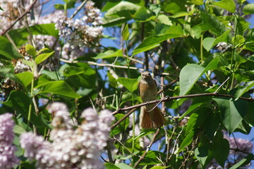 Pleszka ,samica pleszki ,ptak ,muchołówka ,ptak z owadem ,matka dokarmiająca