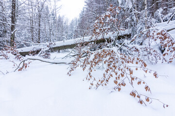 Snow-covered fallen tree during a storm in winter.