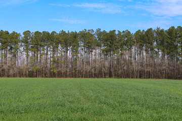 Obraz premium tall trees lined a grass field with clear blue sky beyond