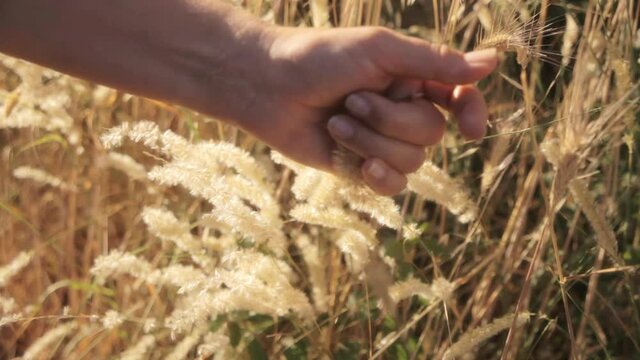 The hand of a woman caressing a fluffy ear of melica ciliata in the countryside, at summertime.
