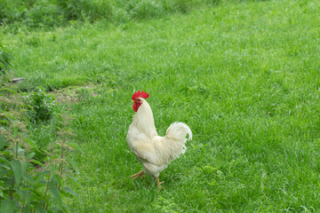 White rooster (Gallus gallus domesticus) in free range or rather species-appropriate husbandry.