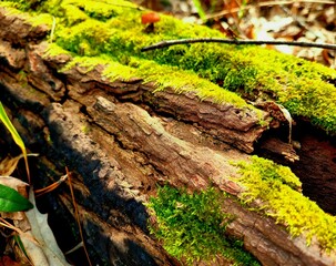 moss on tree