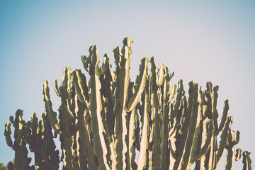 Euphorbia candelabrum tree aka candelabra tree