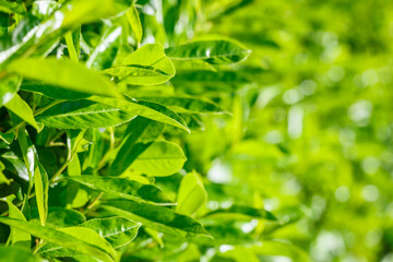 Candid fresh green leaves of bush wall with copy space