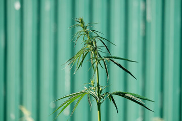 Cannabis herb, seeds, cannabis, benefit or harm. Application in medicine, in the food industry....