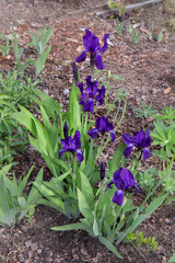 Blooming irises. Growing perennial bulbous flowers