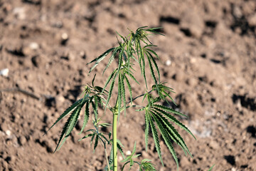 Cannabis herb, seeds, cannabis, benefit or harm. Application in medicine, in the food industry....