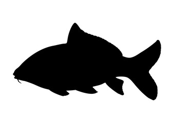 Black silhouette of carp on a white background. Fish icon isolated. Vector illustration