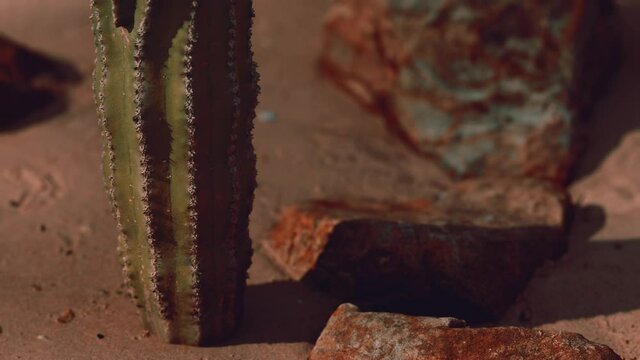 close up of Saguaro Cactus at the sand