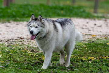 Siberian Husky dog walking through the park