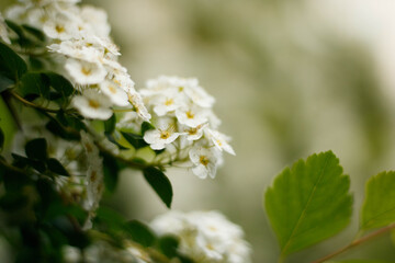 Sweet Alyssum or Lobularia maritima white flowers