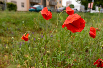 Red Corn Poppies, Papaver rhoeas, growing in an urban meadow