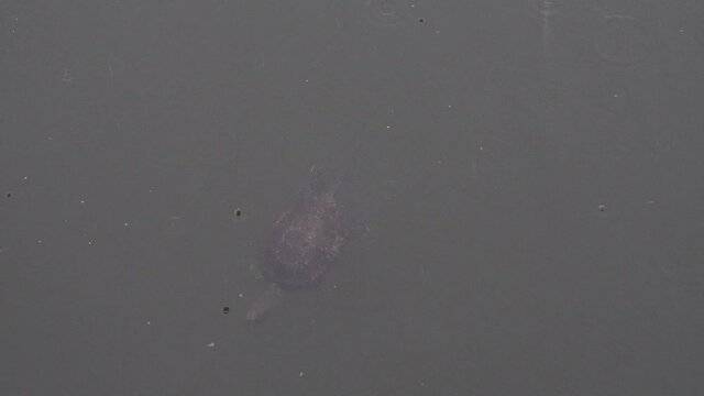 Small turtle swimming in the lake