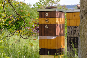 Wooden bee hives in the garden near the tree.