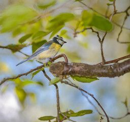 Blue Tit Bird