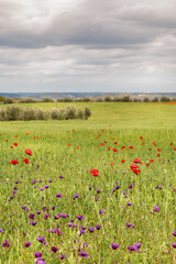 Field of red poppy flowers and olive tree