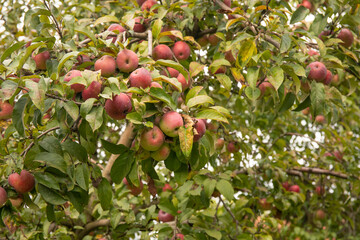 Many red apples on tree in a summer garden