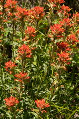 Obraz premium Bright Light On Blooming Indian Paint Brush