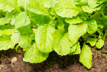 Radishes grow in the garden in the summer in the greenhouse