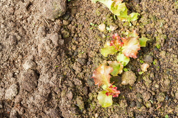 Lettuce leaves grow in the garden in the summer in the greenhouse
