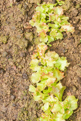 Lettuce leaves grow in the garden in the summer in the greenhouse