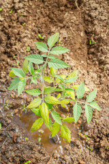 Tomato seedlings grow in the garden in the summer in a greenhouse