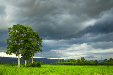 Fototapeta na wymiar Rain Clouds over Sugar Cane Farm