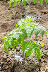 Tomato seedlings grow in the garden in the summer in a greenhouse