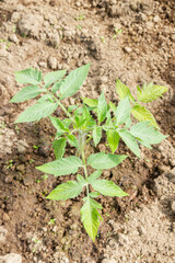 Tomato seedlings grow in the garden in the summer in a greenhouse