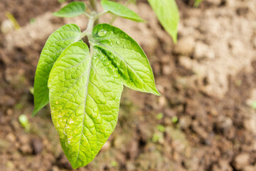 Tomato seedlings grow in the garden in the summer in a greenhouse