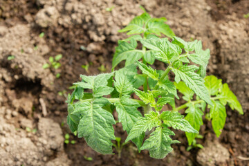 Tomato seedlings grow in the garden in the summer in a greenhouse
