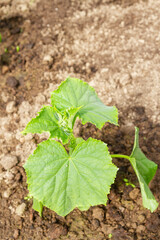 Cucumber seedlings grow in the garden in the summer in the greenhouse