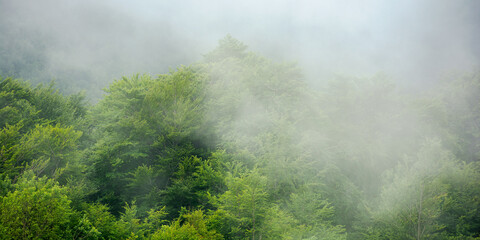 clouds rise above the forest. high volume humidity weather. foggy atmosphere. mysterious nature background in the morning